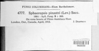 Sphaeropsis sapinea image